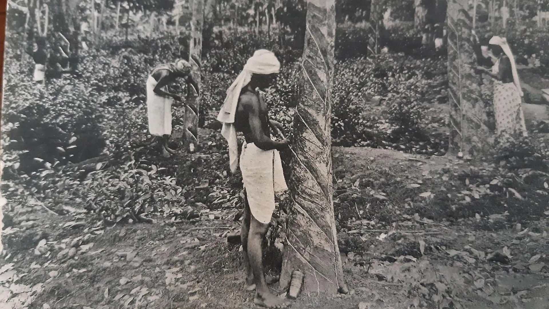 Rajagala Residence Bungalow Hunnasgiriya Kandy