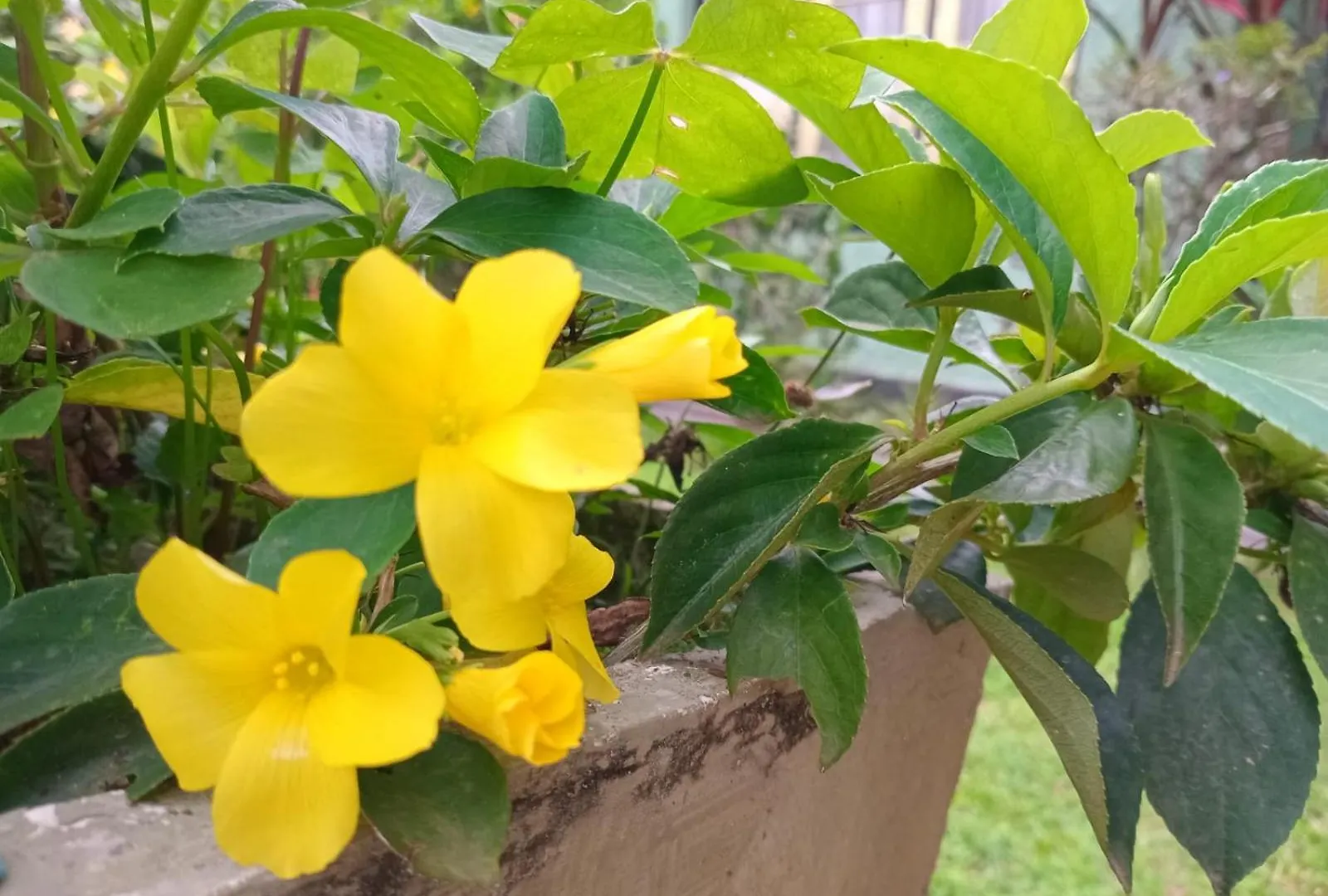 Lodge Rajagala Residence Bungalow Hunnasgiriya Kandy Sri Lanka